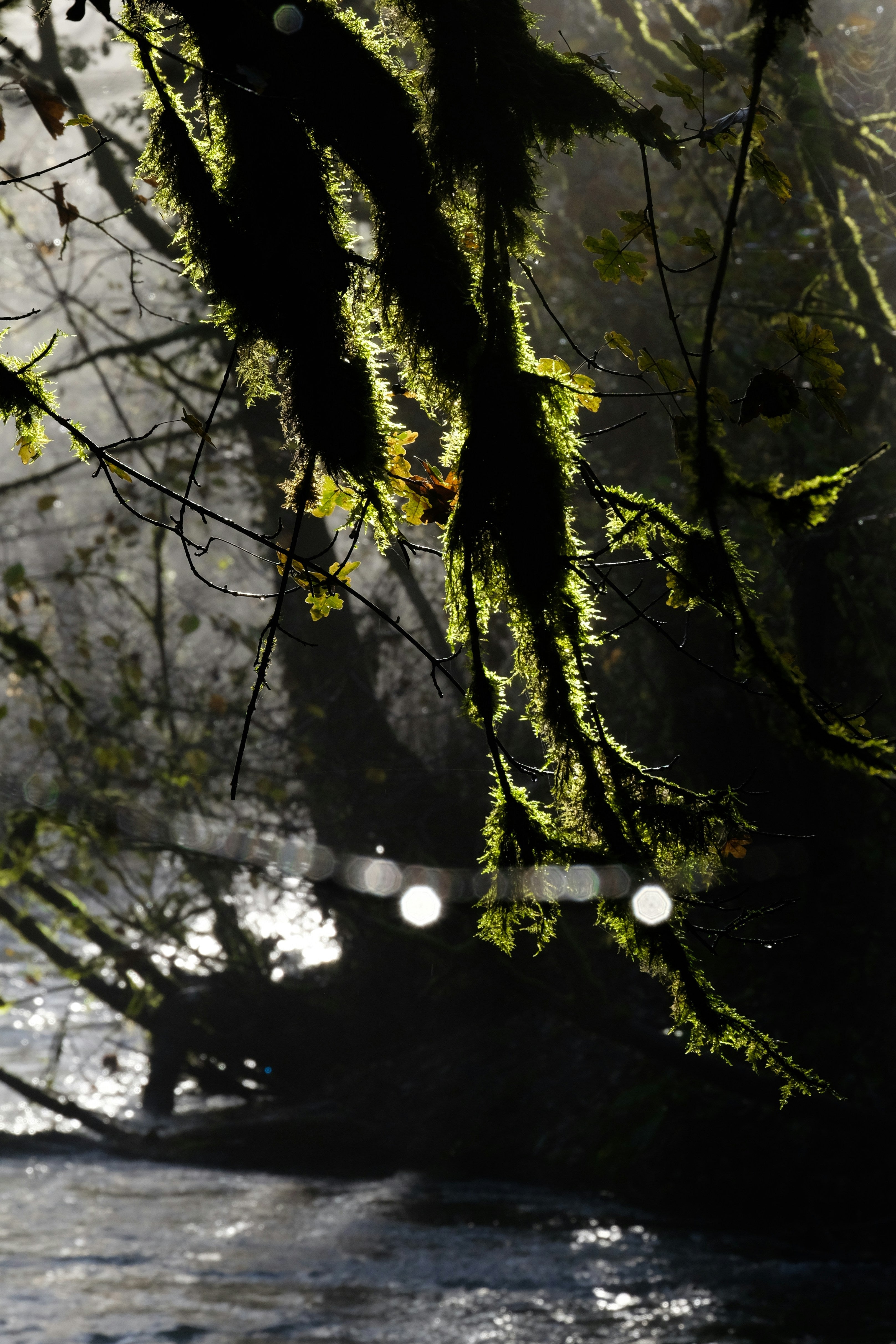 MOSSY WOODS – Mad Labs Studios